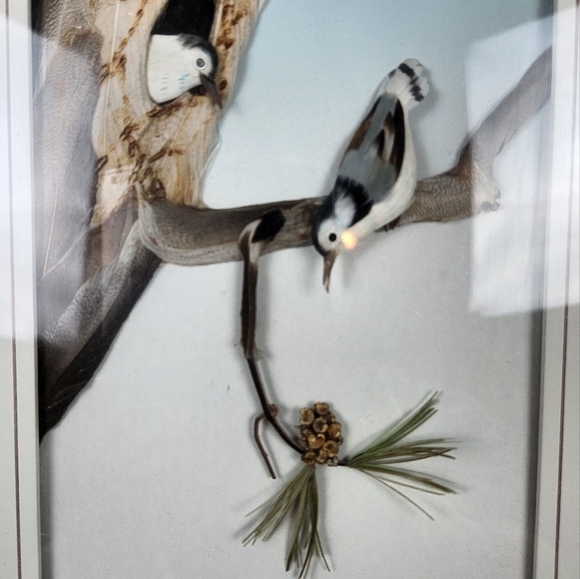 Framed White-Breasted Nuthatch Birds Featherwork Art Shadow Box Unsigned Vintage - Picture 4 of 9